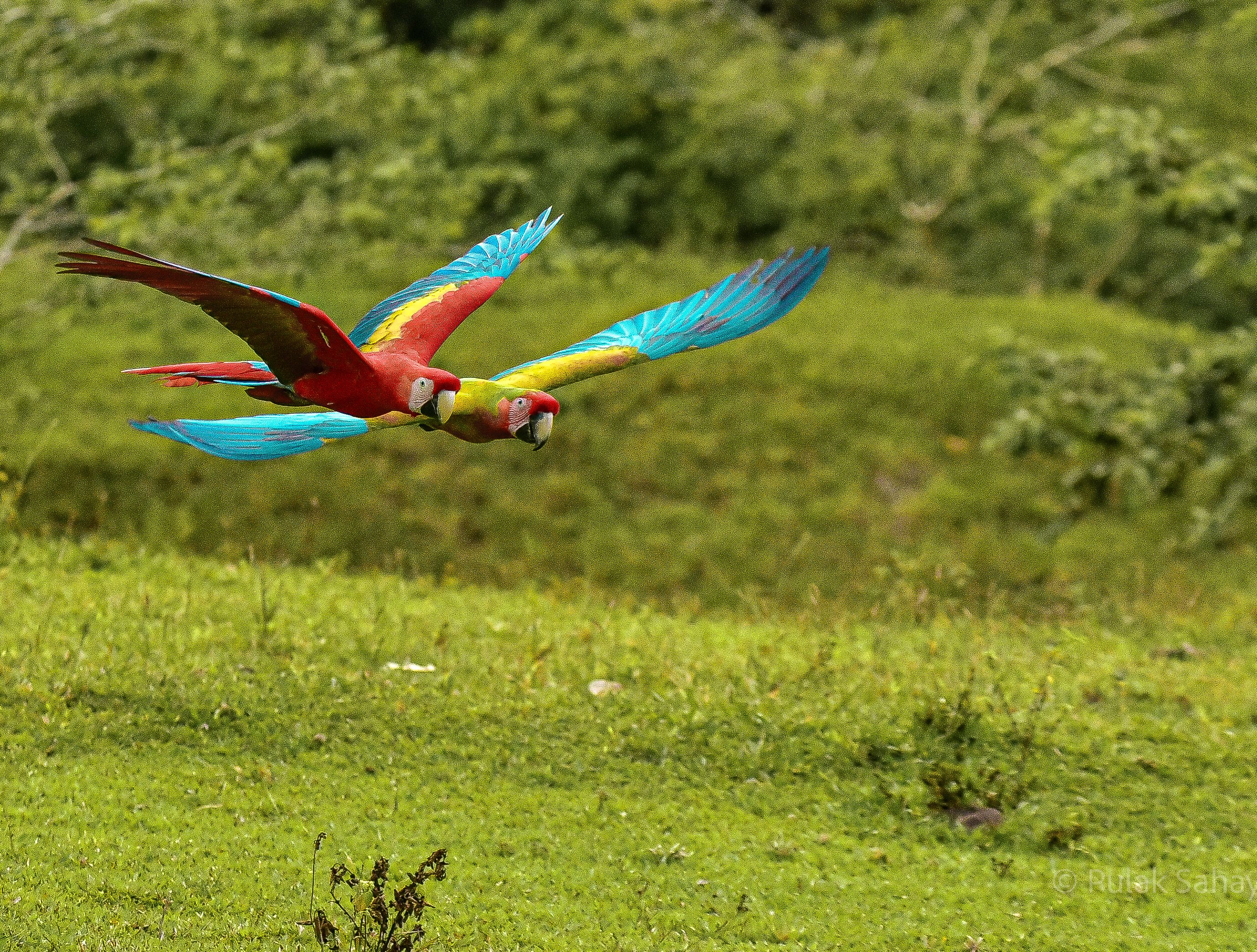 Macaw flying in tandem